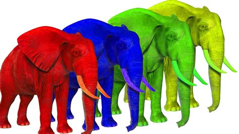 What color are elephants. Sep 17, 2023 · In this article, we will explore the science behind elephant skin color, the differences between baby and adult elephants, and the variations between African and Asian elephants. The Science Behind Elephant Skin Color. Elephant skin is a unique adaptation that helps protect them from the harsh sun, insects, and parasites. 