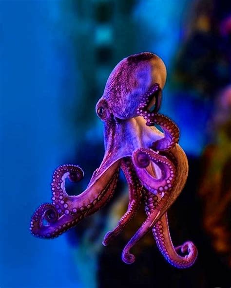 What color is an octopus. Octopuses are cephalopods, invertebrates with bulbous heads, large eyes, and eight arms. They can match the colors and textures of their surroundings, hide in plain sight, or shoot ink to escape predators. … 
