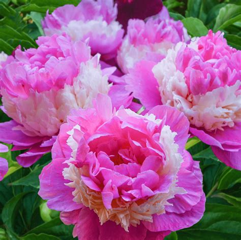 What color is peony