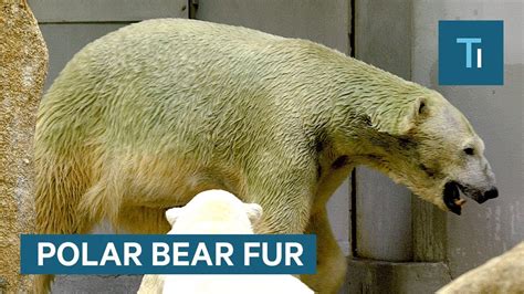What color is polar bear fur. 