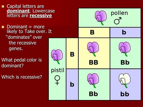 What determines if an allele is dominant or recessive?