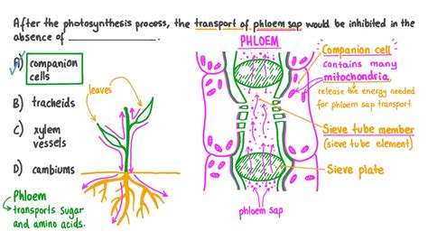 What determines the composition of the phloem sap? Is