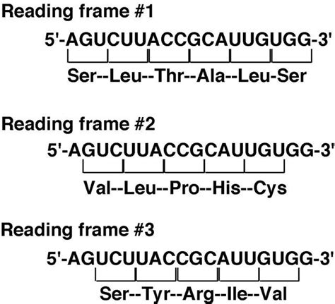 What determines the reading frame? [Solved!]