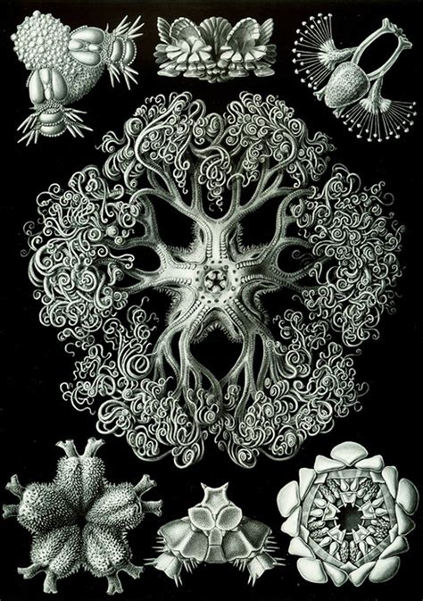 What did ernst haeckel study