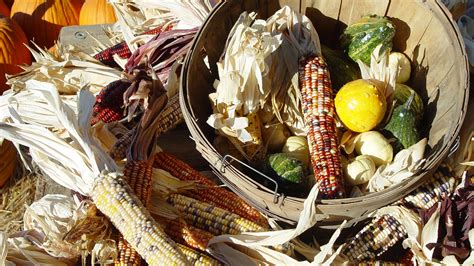 What did Native Americans eat? The most important Native American crops have generally included corn, beans, squash, pumpkins, sunflowers, wild rice, sweet potatoes, tomatoes, peppers, peanuts, avocados, papayas, potatoes and cacao. Native American food and cuisine is recognized by its use of indigenous domesticated and wild …. 