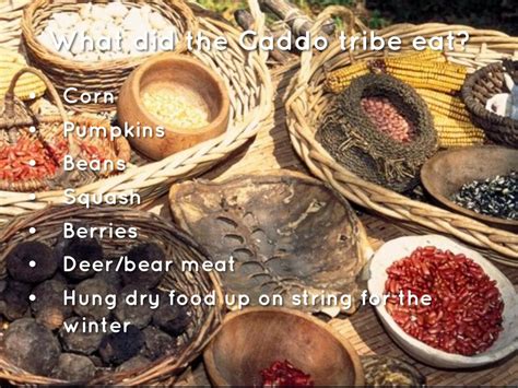 What did the caddo eat. Apr 19, 2016 · What did the Caddo tribe eat? The food that the Caddo tribe ate included their crops of corn, beans, squash and pumpkin. They also hunted for meat from bear, fox, turkey, deer, rabbit and other smaller game. The rivers near their villages provided fish and they also gathered wild plant foods. Food was cooked into cornbread, soups and hominy. 