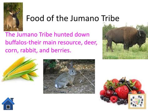 What did the jumano tribe eat. Whqt did the plains jumano supply to the jumano near the rio grande? The plain Jumano only supply from what is on the land. They mostly eat Buffalo and other wild animals. 