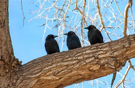Seeing 3 Crows Spiritual Meaning: When this happens, it indicates that you are not alone . It is believed that seeing 3 crows shows that the spirit of your lost loved ones has come to check up on you and encourage you to not give up.