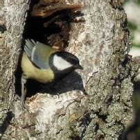 What do Great Tit pairs talk about? - British Ornithologists