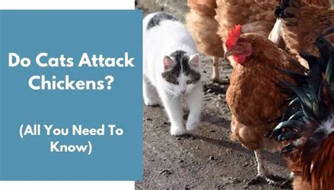 What do I need to know about house cats if I keep chickens? My Pet C…