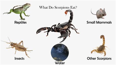 What do Scorpions Eat - Scorpion Diet O…