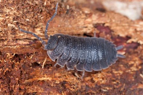 What do Springtails do in a Vivarium? Do You Need Springtails