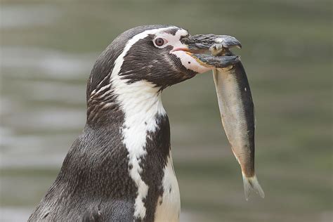 What do a penguin eat. Things To Know About What do a penguin eat. 