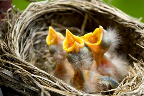 What do baby birds eat. Things To Know About What do baby birds eat. 