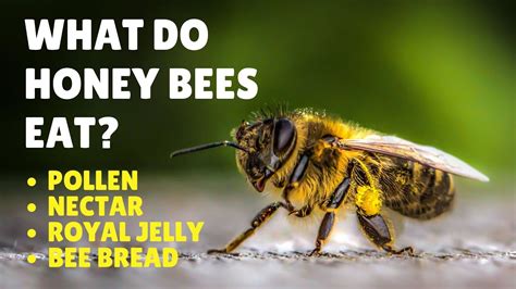 What do bees eat. Things To Know About What do bees eat. 