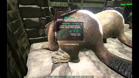 The Castoroides appeared in the 2015 video game called ARK Survival Evolved. The Castoroides or Giant Beaver is a medium sized herbivorous mammal found on the Ark.. 