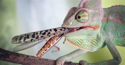 What do chameleons eat. Things To Know About What do chameleons eat. 