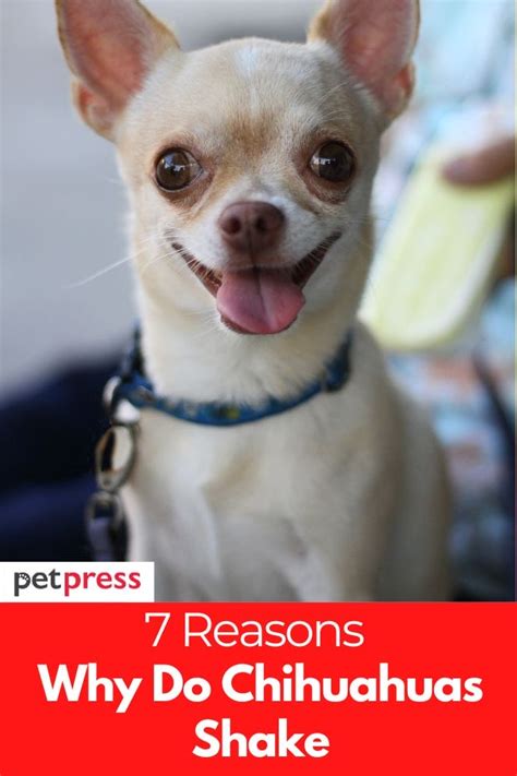 What do chihuahuas like.  This impacts their behavior because they don...