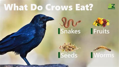 What do crows eat. Crows eat a wide variety of foods, including seeds, nuts, grains, fruits, berries, vegetables, small mammals, and dead fish. They are known to eat insects, … 