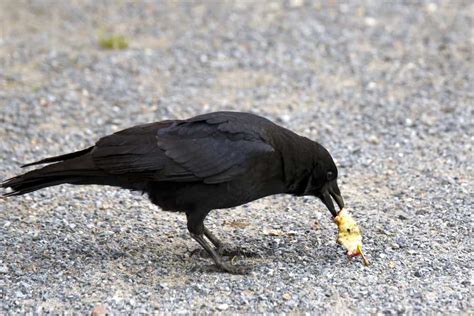 What do crows like to eat. Crow Behaviors Associated With Feeding & Foraging. Many of the most commonly seen crow behaviors have to do with finding, acquiring & eating food. Crows are omnivores who have multiple unique strategies for acquiring food. Their methods include ground foraging, scavenging, hunting & even stealing from large predators like hawks & eagles. 