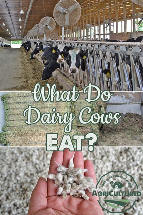 What do dairy cattle eat? - My Fearless Kitchen