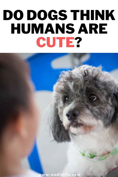 What do dogs think about. Hoffman definitely doesn't deny thinking to dogs. Some dogs, she says, clearly show us what's on their minds: One thing we do know from dogs like Rico and Chaser, however, is that at least some ... 