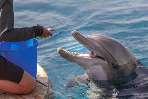 What do dolphins eat. The team used stable isotopes to determine what foods dolphins eat and how they divide ocean resources and space. They found that bottlenose … 