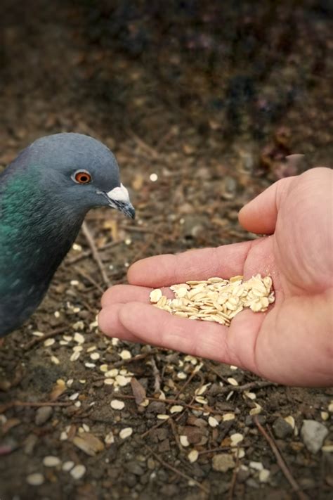 What do doves eat. Eurasian Collared-Doves readily come to seed and grain, particularly millet, strewn on the ground or placed on platform feeders. They often nest near houses and other developed … 