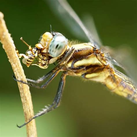 What do dragonflies eat. Sep 20, 2021 · Dragonflies are beneficial insects that have been around for more than 300 million years. Not only are they fun to watch, these fast-moving fliers eat annoying insects like mosquitoes and flies. Despite their fierce name, dragonflies do not sting or bite people. 