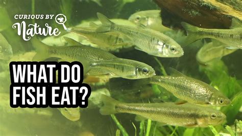 What do fish eat. Some fish are slow, opportunistic scavengers that devour anything in their path, while others specialise in nothing but eating other fish. What Do Fish Eat As Their Food. There are three main types of fish: those that eat meat, those that eat plants, and those that eat both. 
