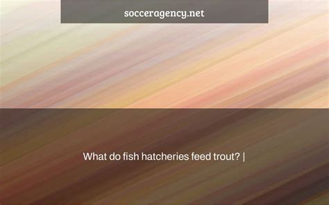 What do fish hatcheries feed trout? - Soccer Agency