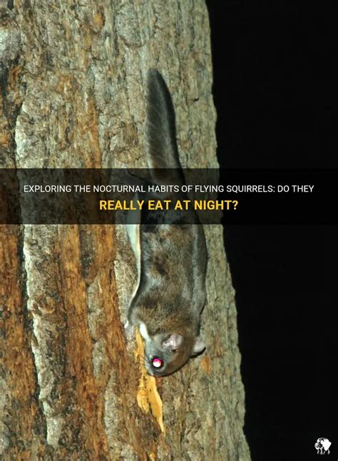 What do flying squirrels eat at night.  By day Conclusion We now know t...
