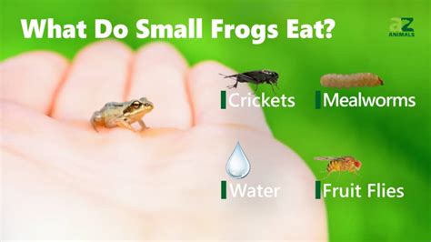 What do frogs eat. Sep 25, 2010 ... Small frogs like the gold frog (which is the smallest frog in the world) or tree frog will eat insects such as flies and crickets. They will ... 