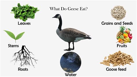 What do geese eat. What do Canadian geese eat and how do they get it? Canadian geese feed on many different types of foods: grains, grasses, alfalfa, clover, wheat, beans, rice, corn and also aquatic plants. The flocks fly to feeding fields in the morning and afternoons. For the rest of the day they are on water. 