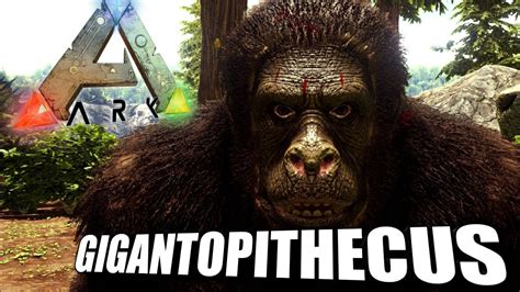 What do gigantopithecus eat ark. 1 build a 4 by 4 foundation wood or stone the put the walls. 2 find a gigantopithecus. 3 carry it with an argy. 4 drop it in the box that you made. 5 make 1 roof and place it anywhere outside the box. 6 feed it. And thats how you tame a gigantopithecus with ease.please up this. 