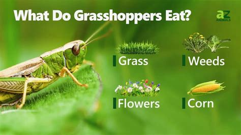 What do grasshoppers eat. No, female grasshoppers do not eat male grasshoppers. There is no firm consensus on whether or not female grasshoppers eat male grasshoppers. Some studies suggest that they do, while other studies are inconclusive. However, if female grasshoppers are able to eat males, it is likely because they are larger and have a … 