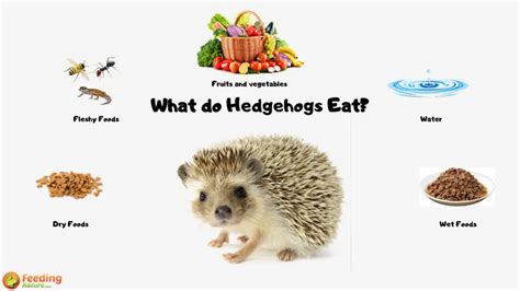 What do hedgehogs eat. In the wild, hedgehogs eat a diverse selection of insects as well as some plant material and, very occasionally, small or baby mammals (like pinkie mice). Hedgehogs are nocturnal and usually eat at night. ... Hedgehogs do not require treats, although an occasional offering of fresh vegetables, fruits, and grains is acceptable. 