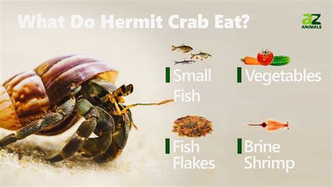 What do hermit crabs eat. What Do Blue Leg Hermit Crabs Eat? Blue leg hermit crabs are omnivores, but they typically prefer meatier foodstuffs than terrestrial hermit crabs, who prefer fruit and vegetables. They’ll sustain themselves on hair algae and dead tissue shed by any fish in the tank, keeping the aquarium clean. While they have carnivorous … 