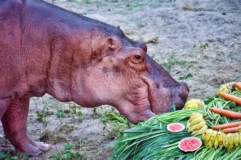 What do hippos eat. Hippos are amphibious African ungulates that graze on grass at night and spend most of the day in water. They have a low energy requirement and a unique digestive process that … 