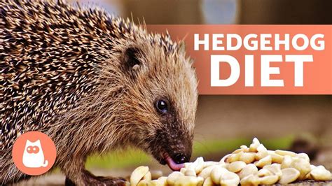 What do i feed hedgehogs. 7 Nov 2019 ... Hedgehogs are opportunistic carnivores that mainly eat their cat kibble and insects. They are lactose intolerant, so feeding them dairy can harm ... 