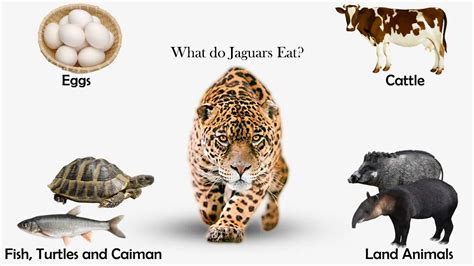 What do jaguars eat. .  <a href=http://ask.dialtest.ru/fldv2/windows-7-powershell-download.html>...