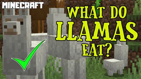 What do llamas eat in minecraft. In Minecraft, these are the foods that you can feed a llama: Note: The chart above shows the amount of health restored for each type of food eaten by a llama. It also displays the amount of time that it speeds up growth if you feed the food to a baby llama. Steps to Feed a Llama 1. Find a Llama 