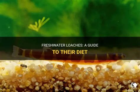 What do loaches eat.  These unique creatures have a diverse diet and can ea...