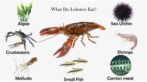 What do lobsters eat. Slipper Lobster Diet. Slipper lobsters are carnivores and eat mollusks like limpets, oysters, and other sea anemones including sea urchins and worms. They also eat crustaceans, polychaetes and echinoderms. These lobsters also scavenge on dead animal matter. They use their jaws and limbs to crack open shellfish. 