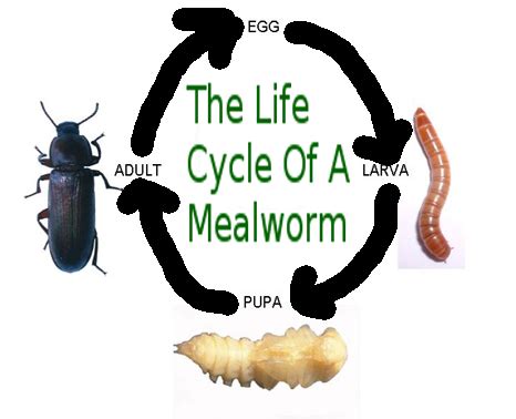 What do mealworms turn into. Things To Know About What do mealworms turn into. 