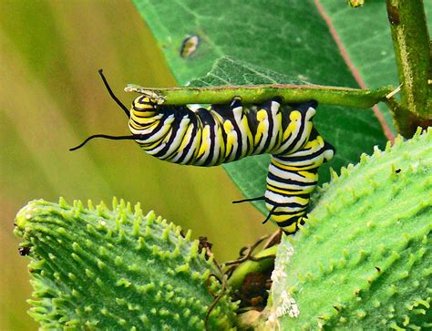 What do monarch caterpillars eat. All About Monarchs. Learn more about monarch butterflies and how you can help them along on their journey. A monarch’s life is a story of enormous transformation. They start as an egg, and within a few days they emerge as a ravenous caterpillar. After 10-14 days of munching on milkweed leaves, the monarch forms a chrysalis. 
