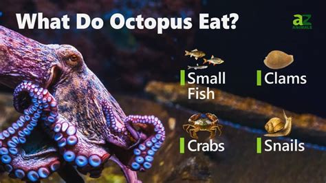 What do octopuses eat. Lifespan (in wild): 1-2 years. Weight: 3-10kg. Body length: Generally 30-90cm (some species can grow to 5.4m!) Top speed: 40km/h. Diet: Carnivore. Habitat: Ocean. Range: Octopuses are sea animals famous for their rounded bodies, bulging eyes and eight long arms. These cool critters live in all the world’s oceans, but they’re … 