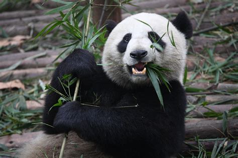 What do pandas eat