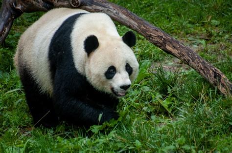 What do pandas look like
