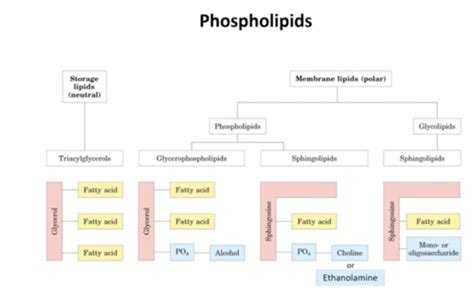 What do phospholipids do.  Study with Quizlet and memorize flashcards containing terms like what...